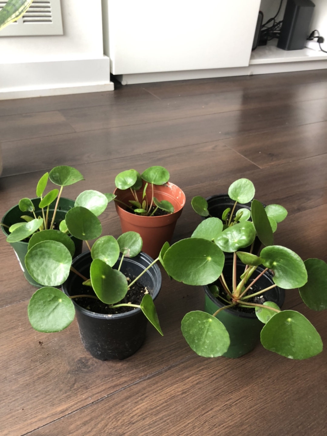 Multiple pilea plants (take each for 5 bucks) thumbnail