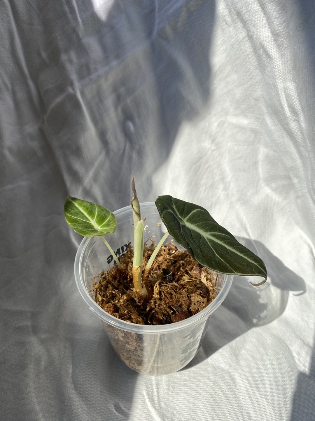 Alocasia black velvet plant thumbnail