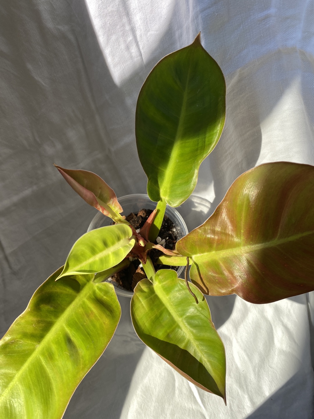 Philodendron moonlight plant thumbnail