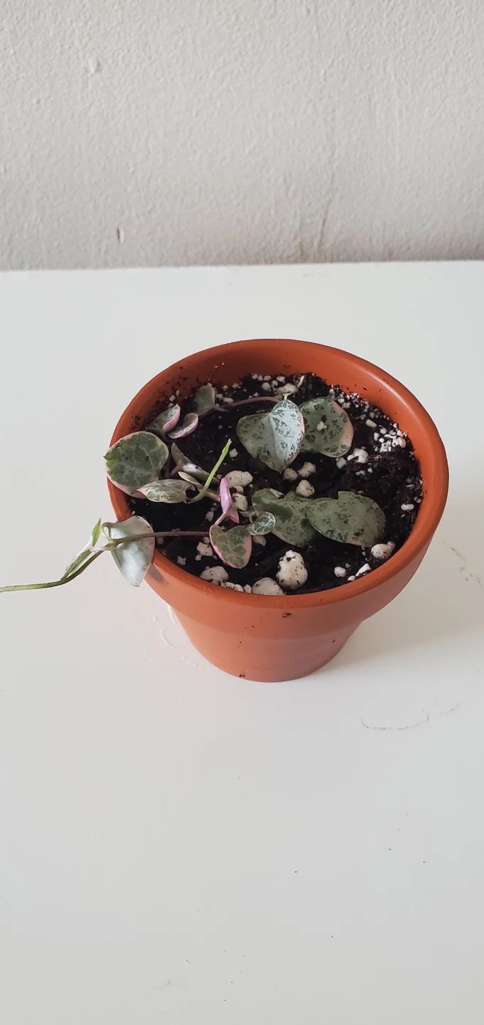 String of Hearts - Variegated thumbnail