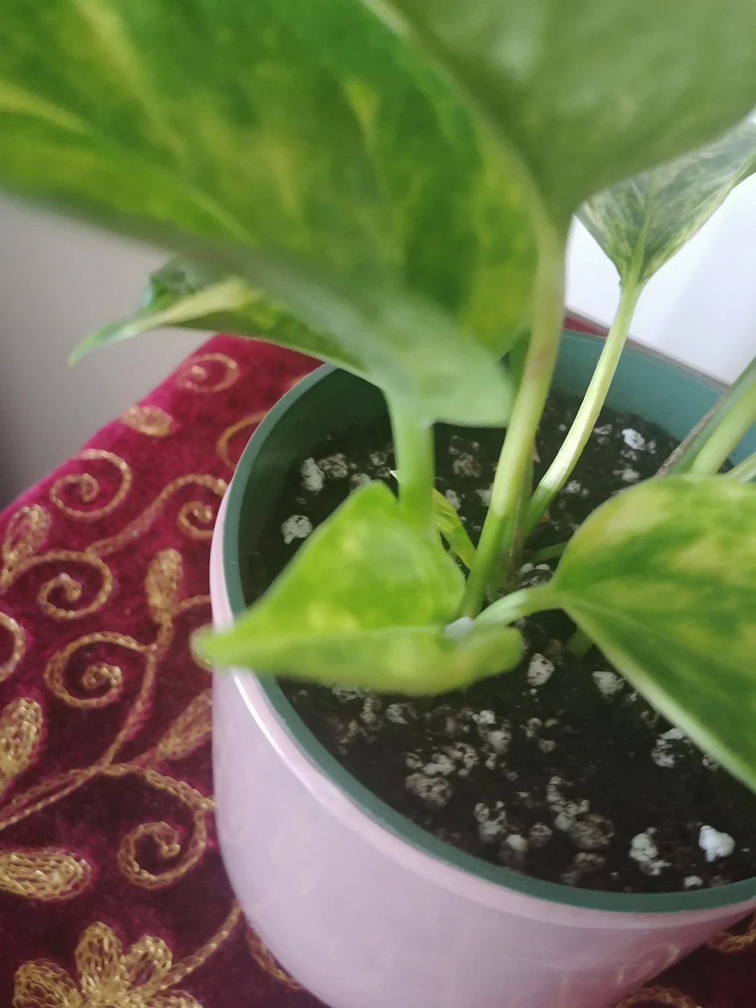 Pothos plant - photo 4