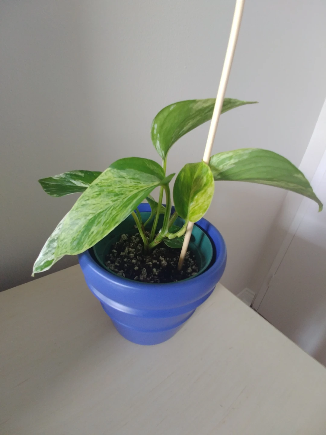Marble Queen