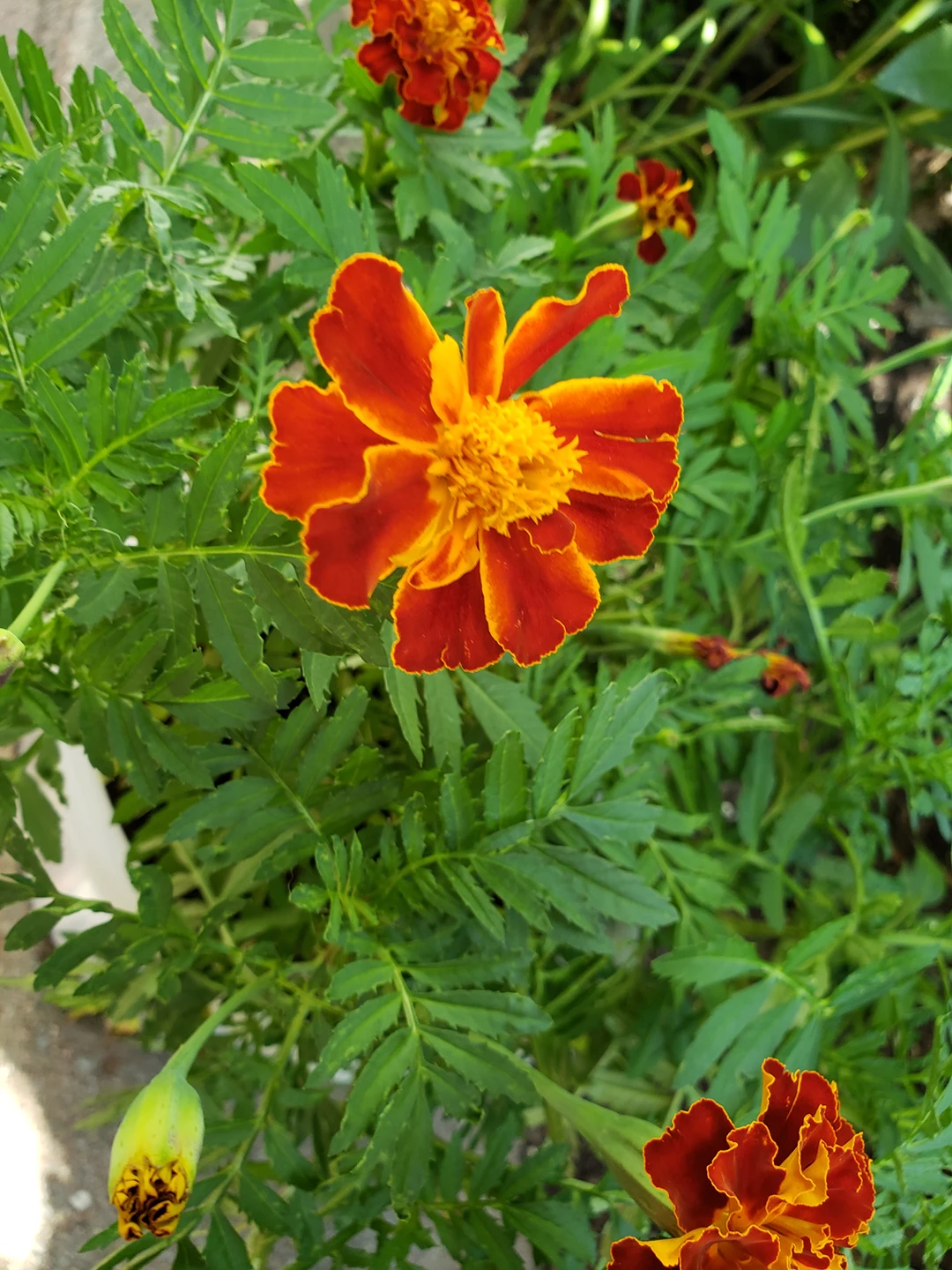 african marigold