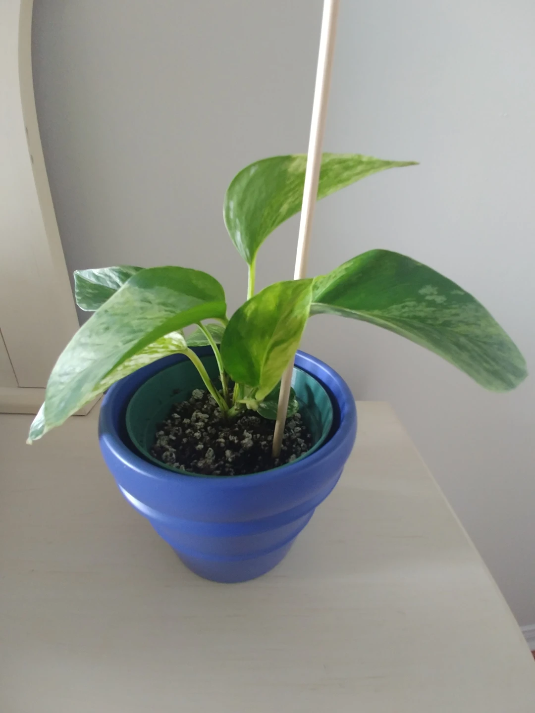 Marble Queen - photo 3