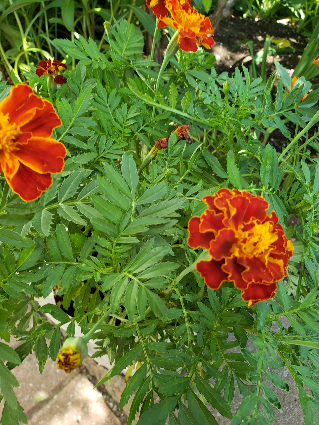 african marigold - photo 2