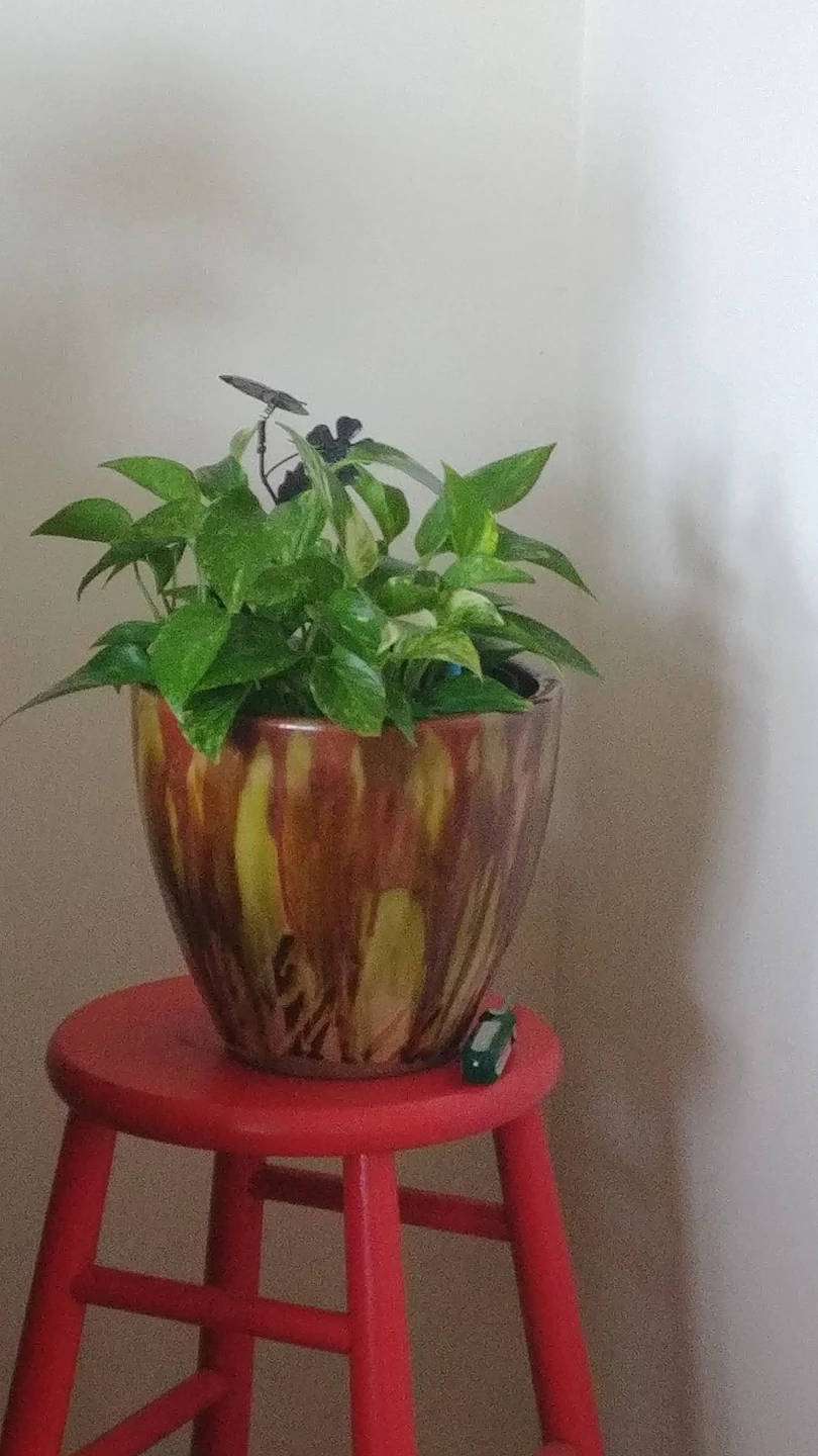 Pothos plant - photo 3