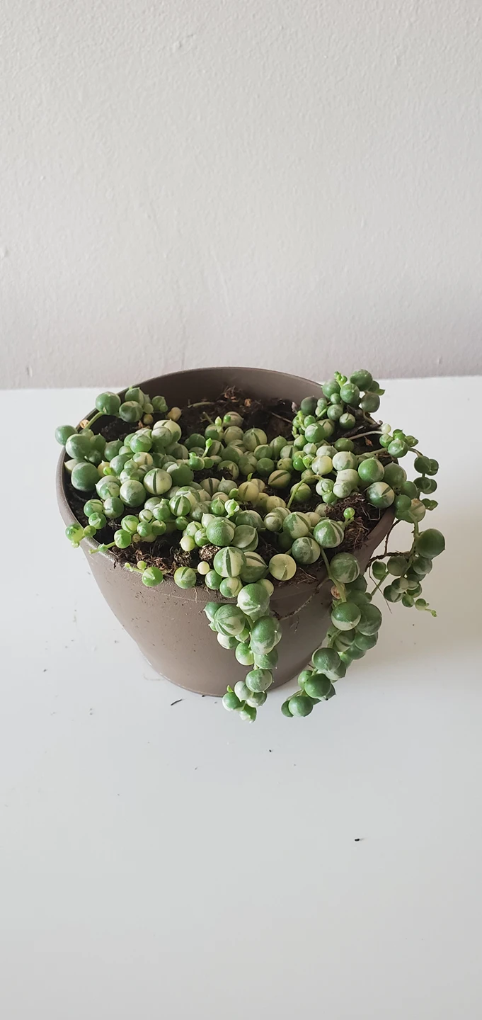 Variegated String of Pearls thumbnail