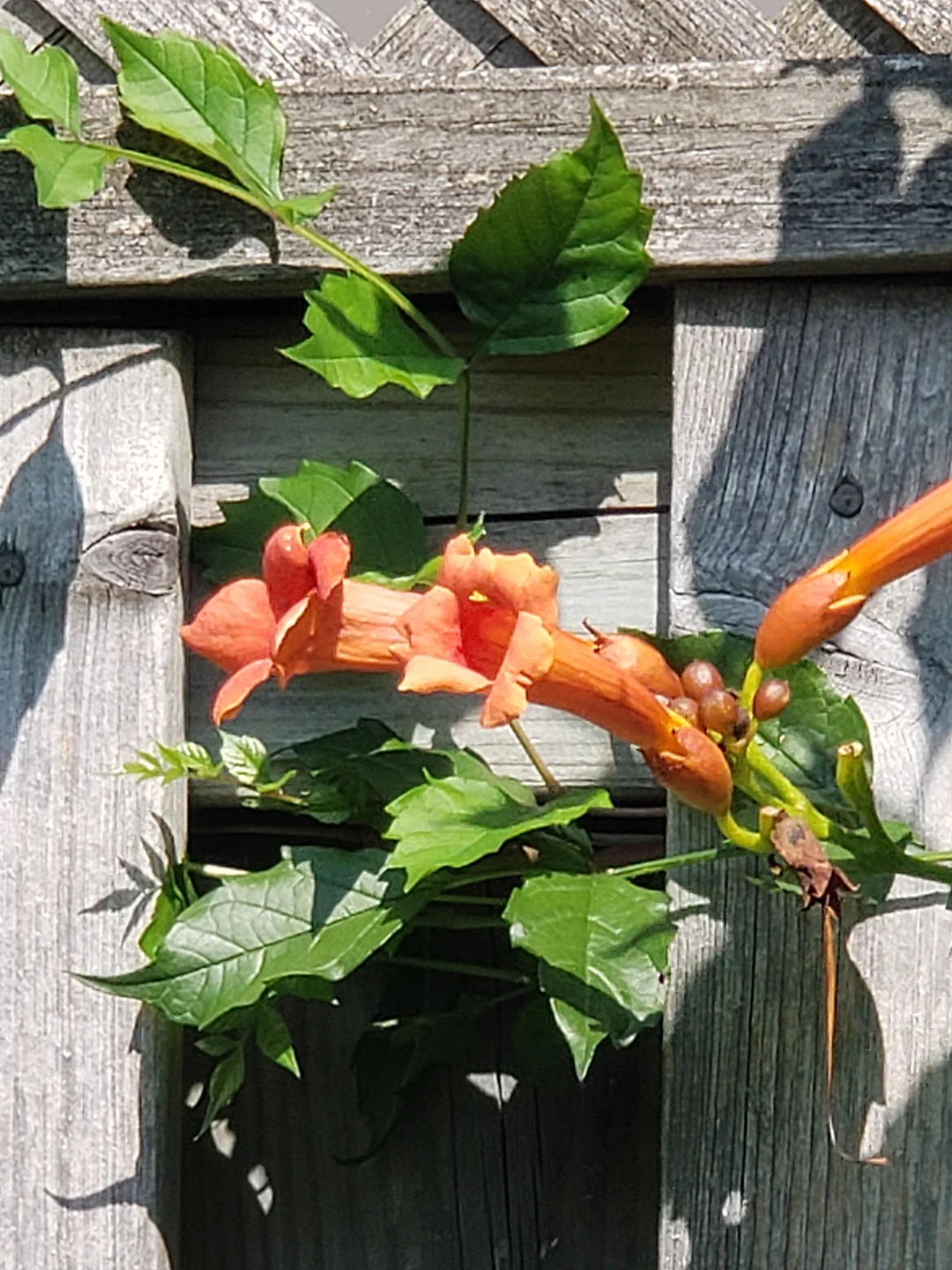 American trumpet vine