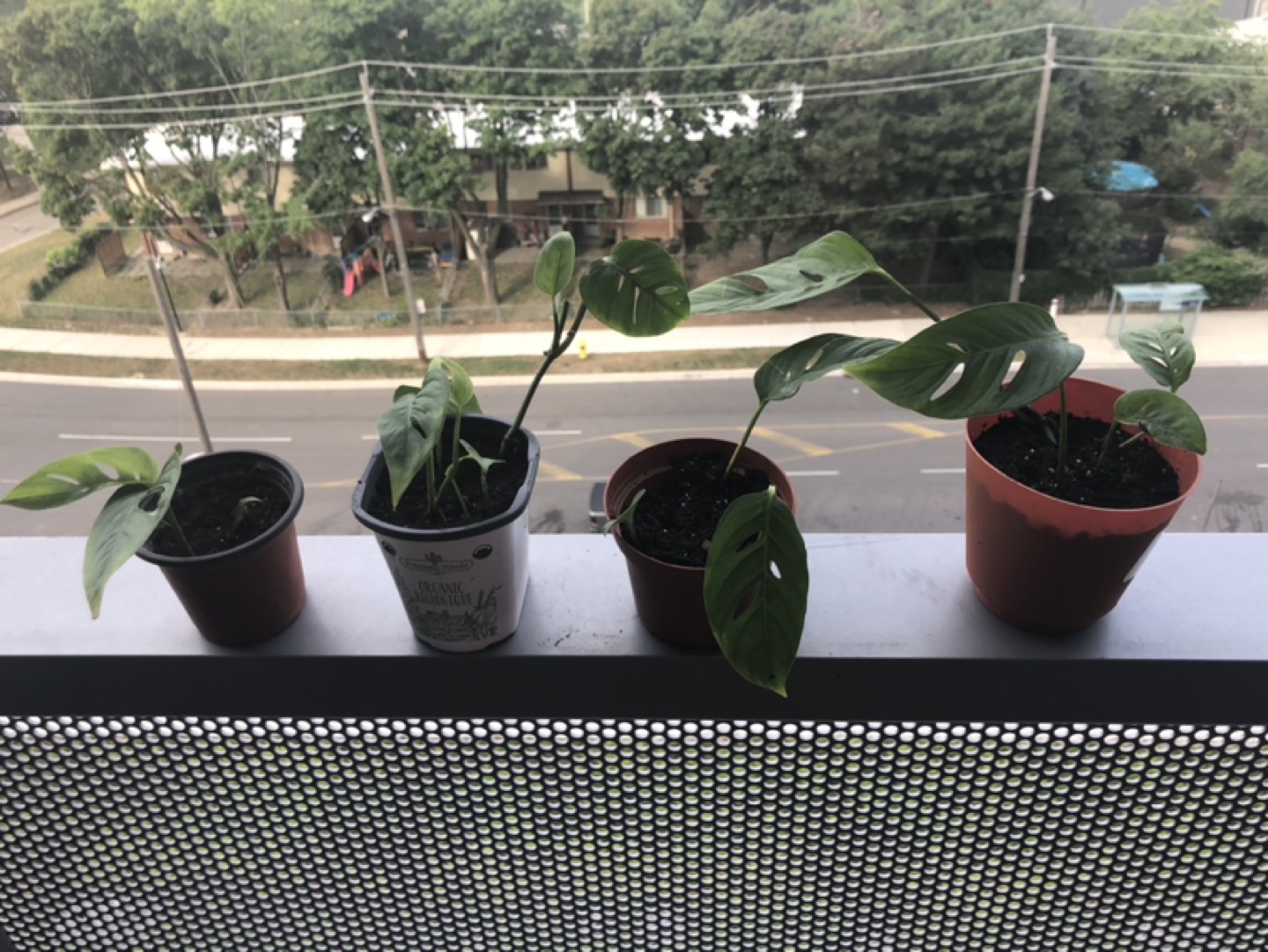 Multiple Swiss cheese plants  thumbnail
