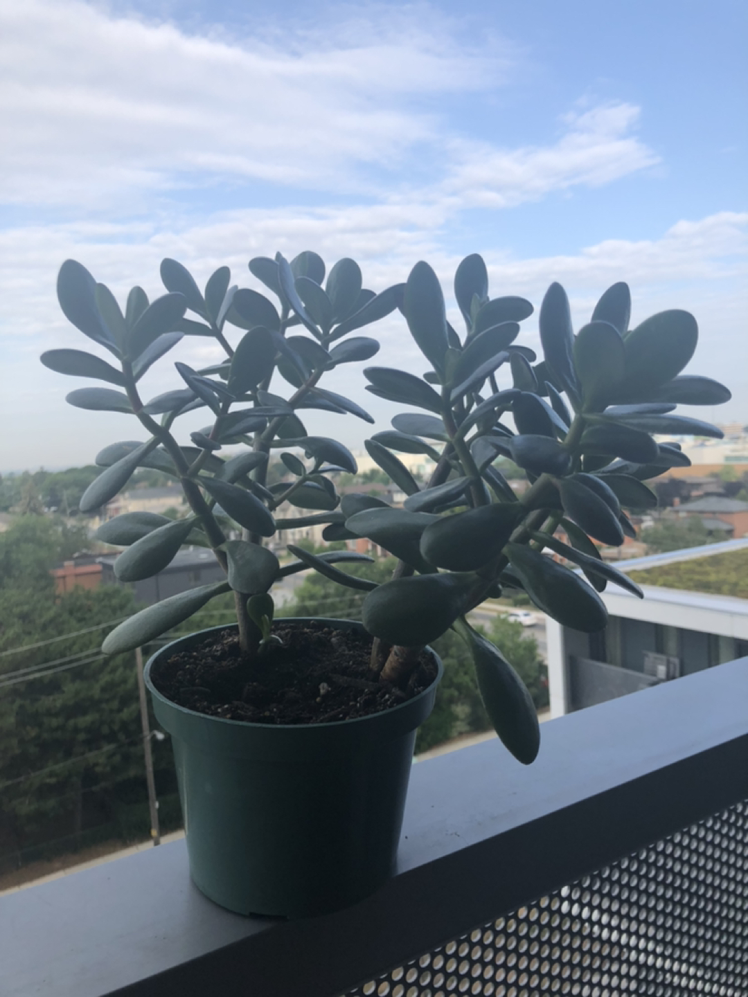 Healthy jade plant  thumbnail