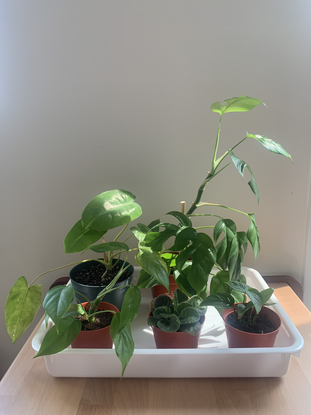 Plant bundle  thumbnail