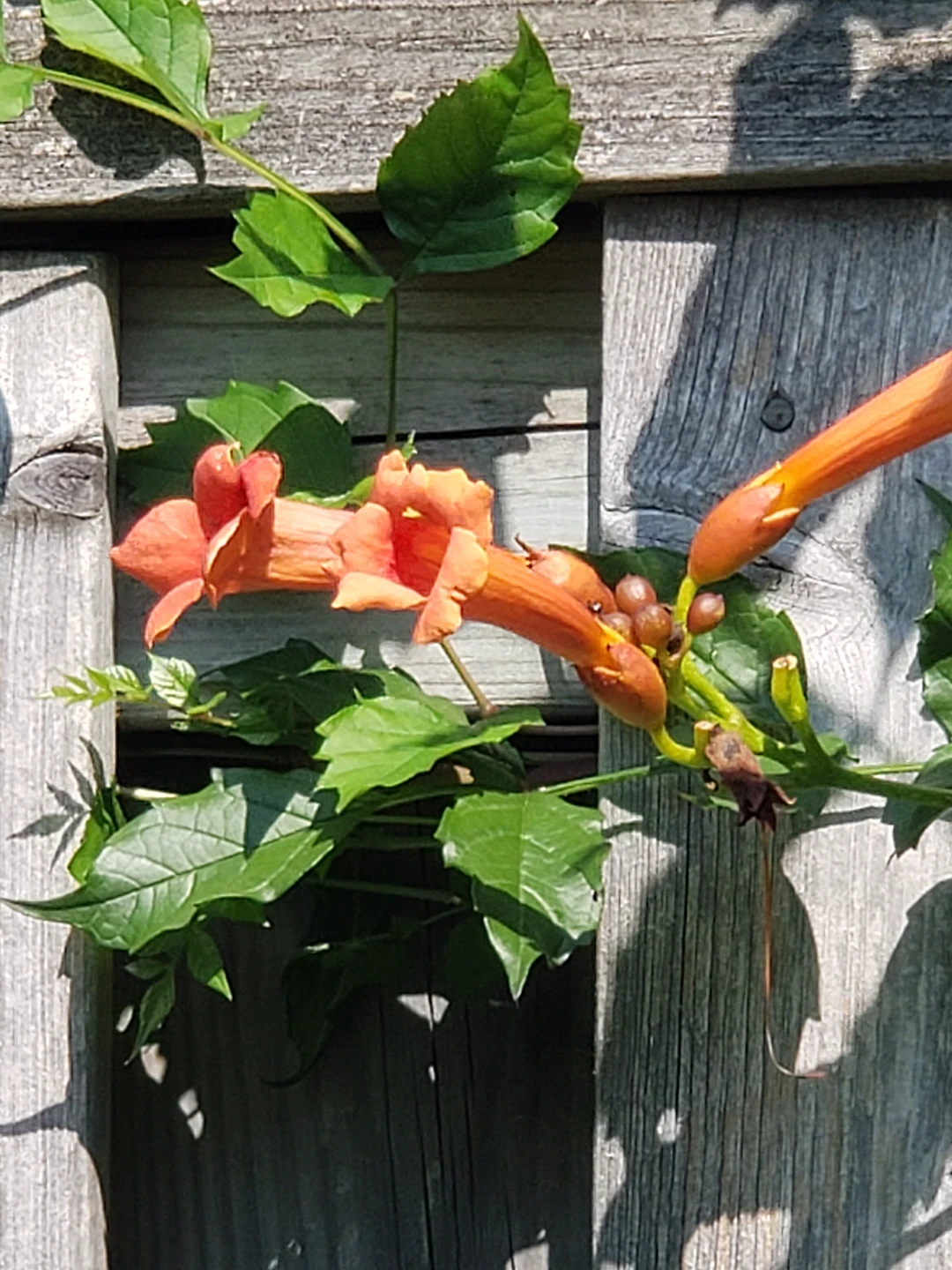 American trumpet vine - photo 2
