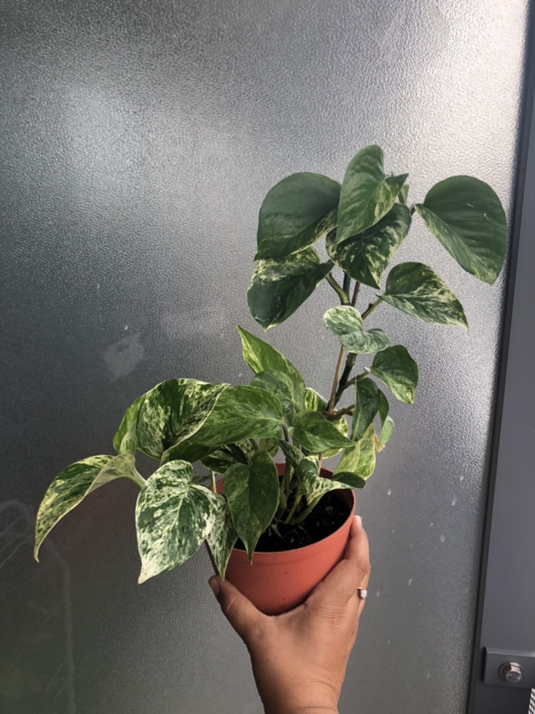 Very healthy and happy marble queen pothos thumbnail