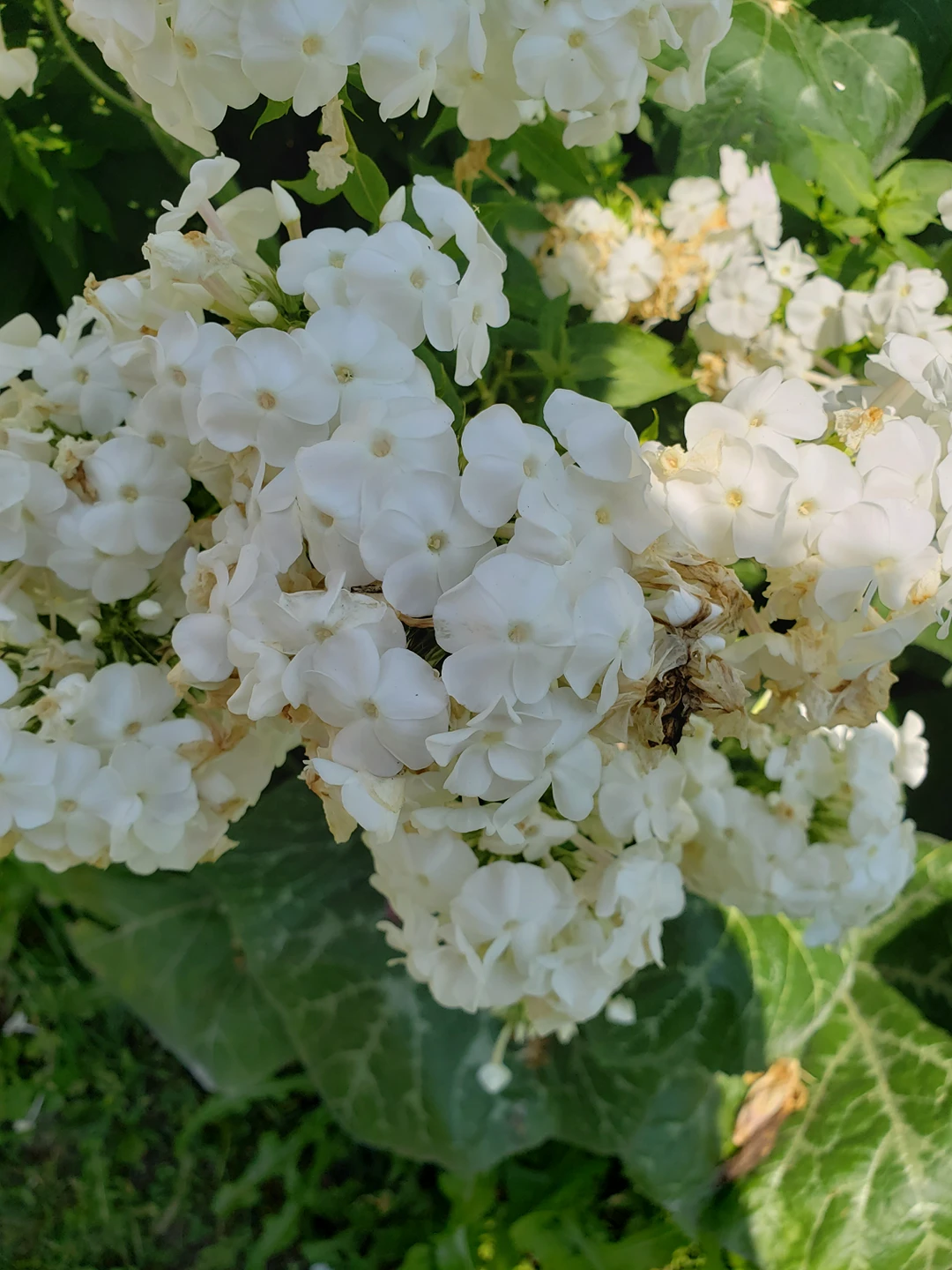 White garden Phlox