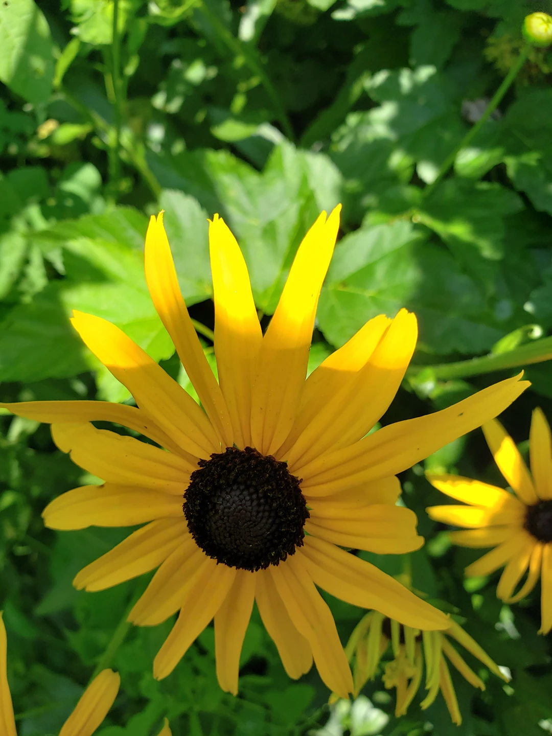 orange cone flower - photo 2
