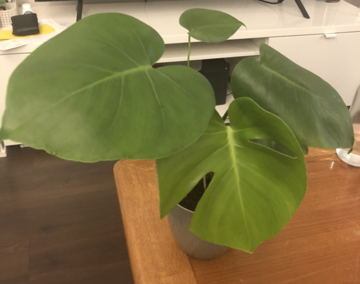 Very healthy Monstera with 5 inch decorative plastic pot  thumbnail
