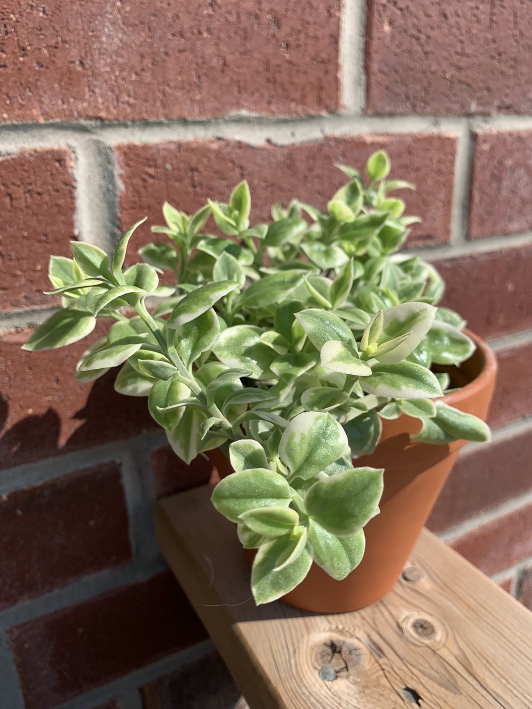 Variegated Baby Sun Rose plant thumbnail