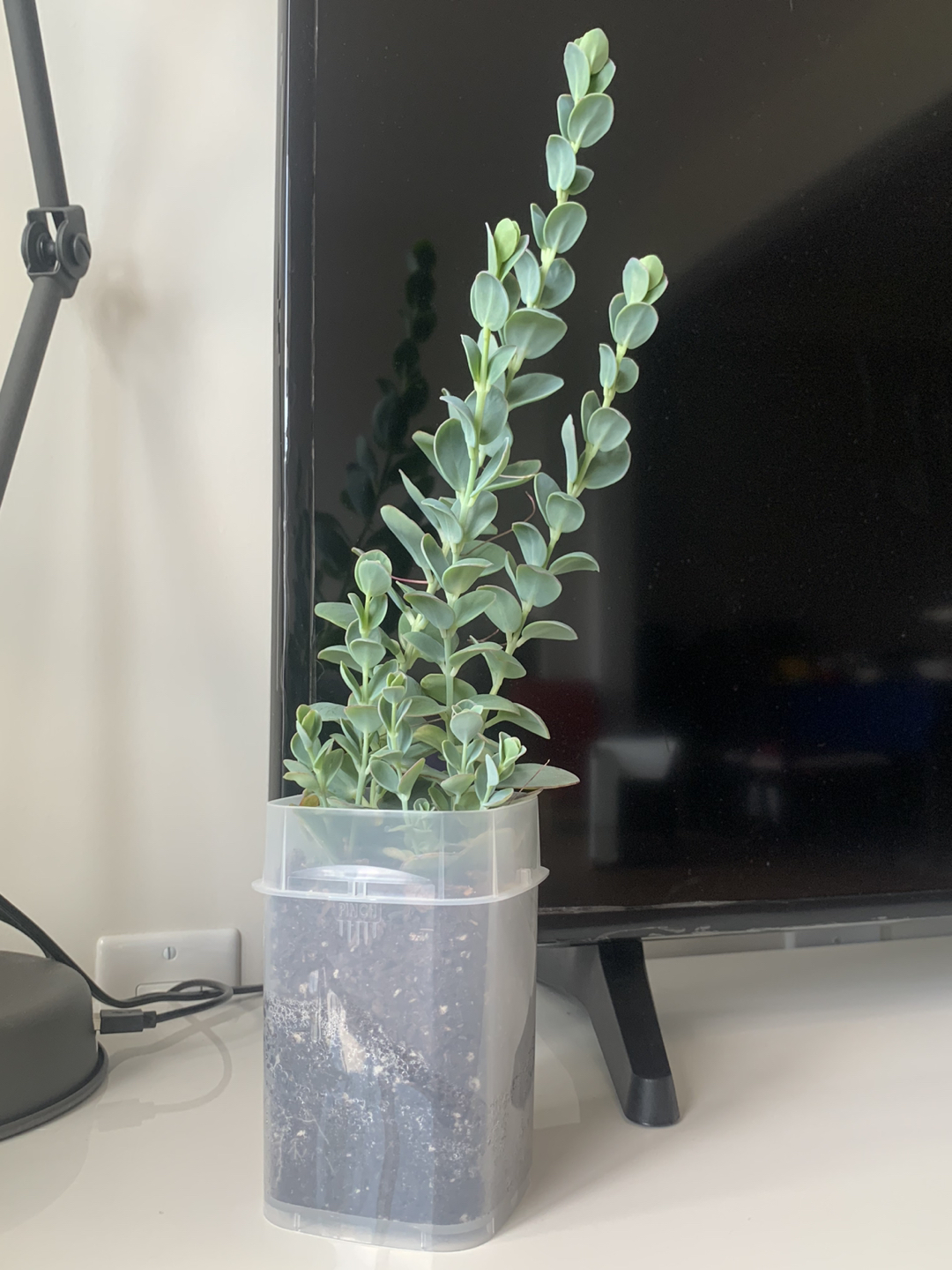 Marnier’s Kalanchoe  thumbnail