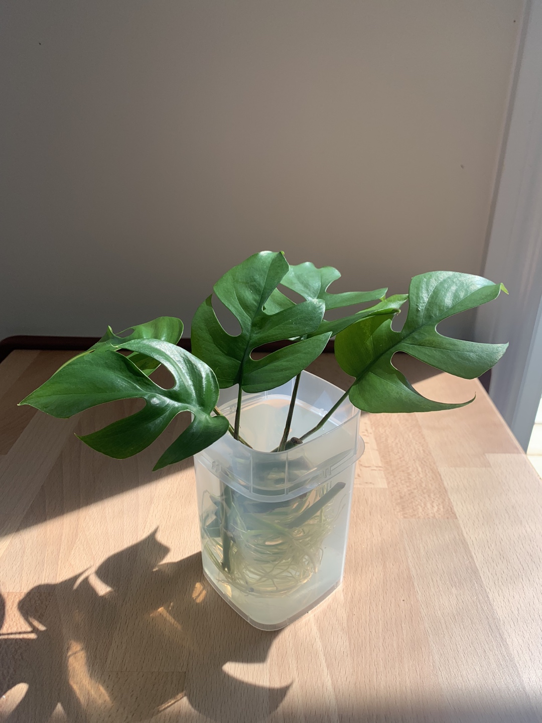 Rhapidophora tetrasperma cuttings thumbnail