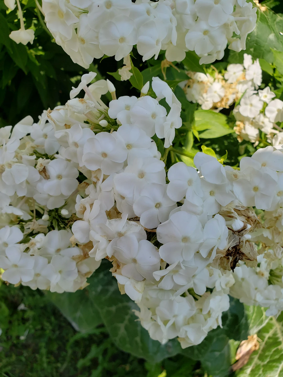 White garden Phlox - photo 2