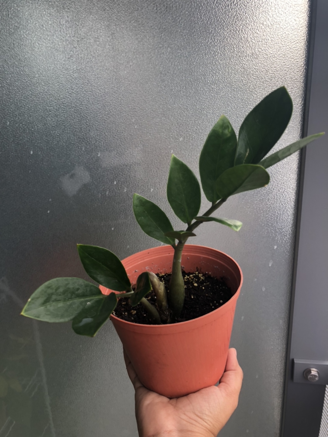 Healthy ZZ plant, popping a new stem. In a 4 inch plastic pot  thumbnail