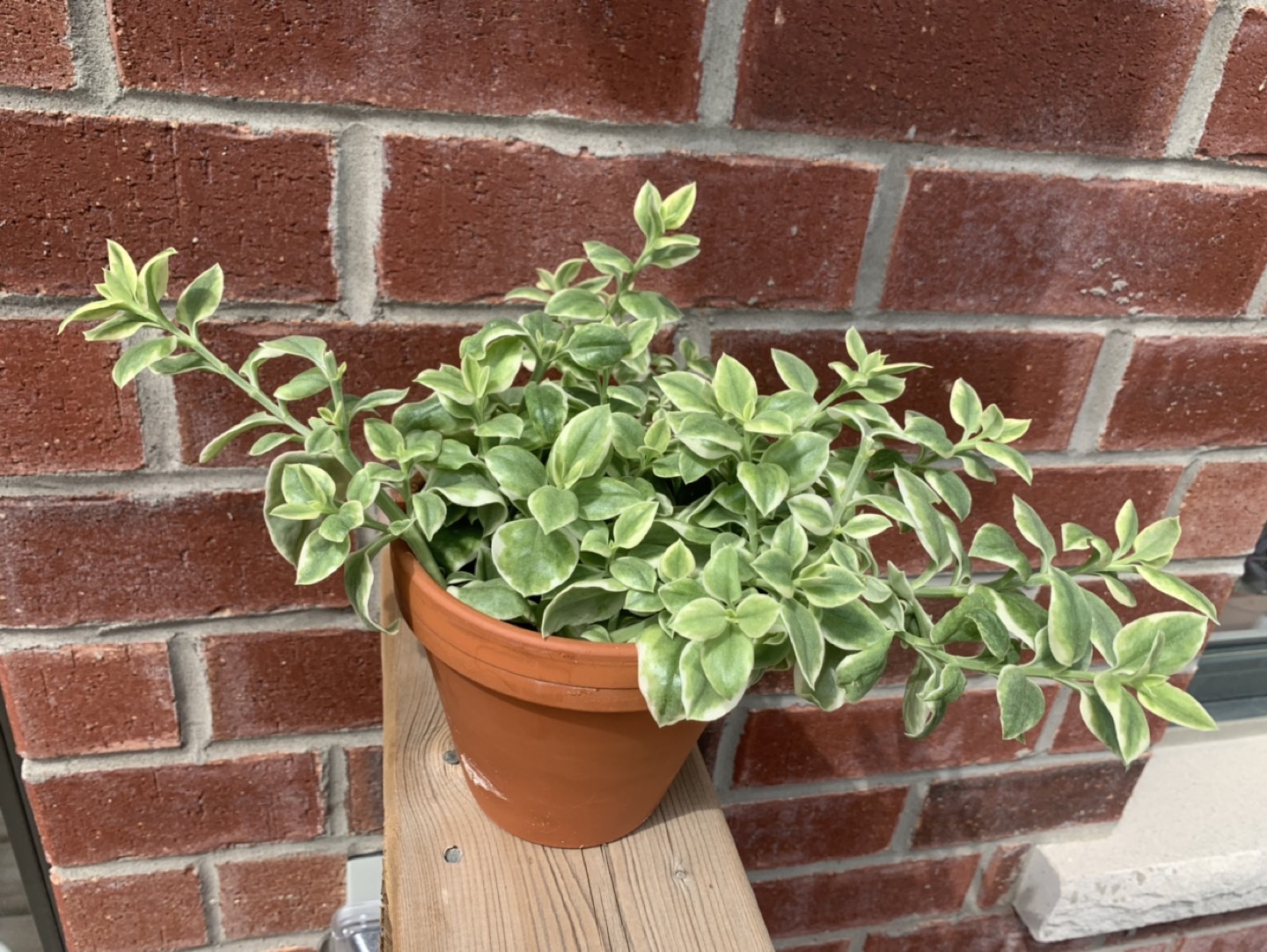 Variegated Baby Sun Rose plant  thumbnail
