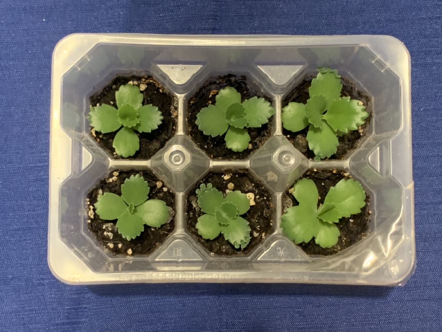 Mother of thousands babies thumbnail