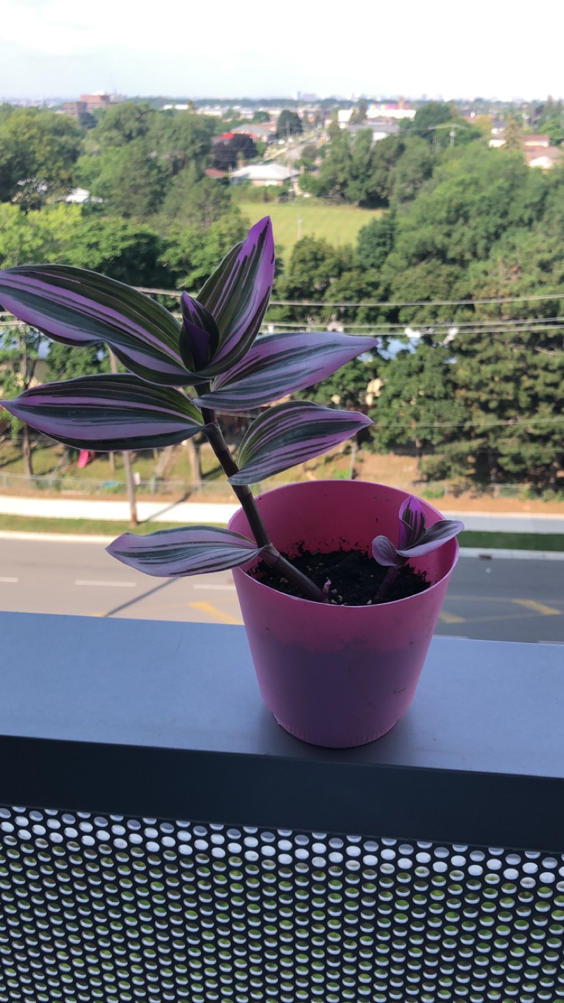 Pink wandering Jew  thumbnail