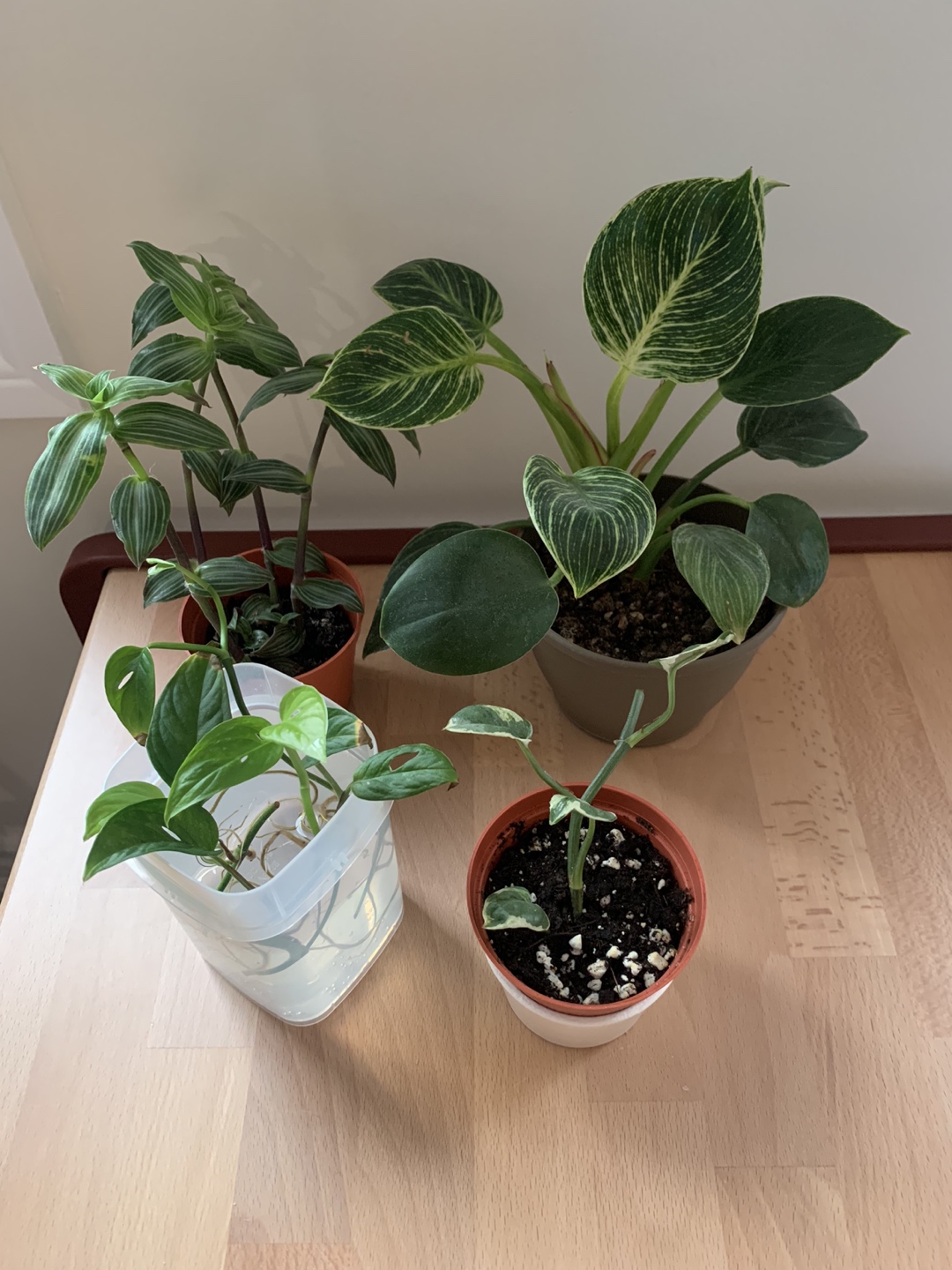 Plant bundle thumbnail