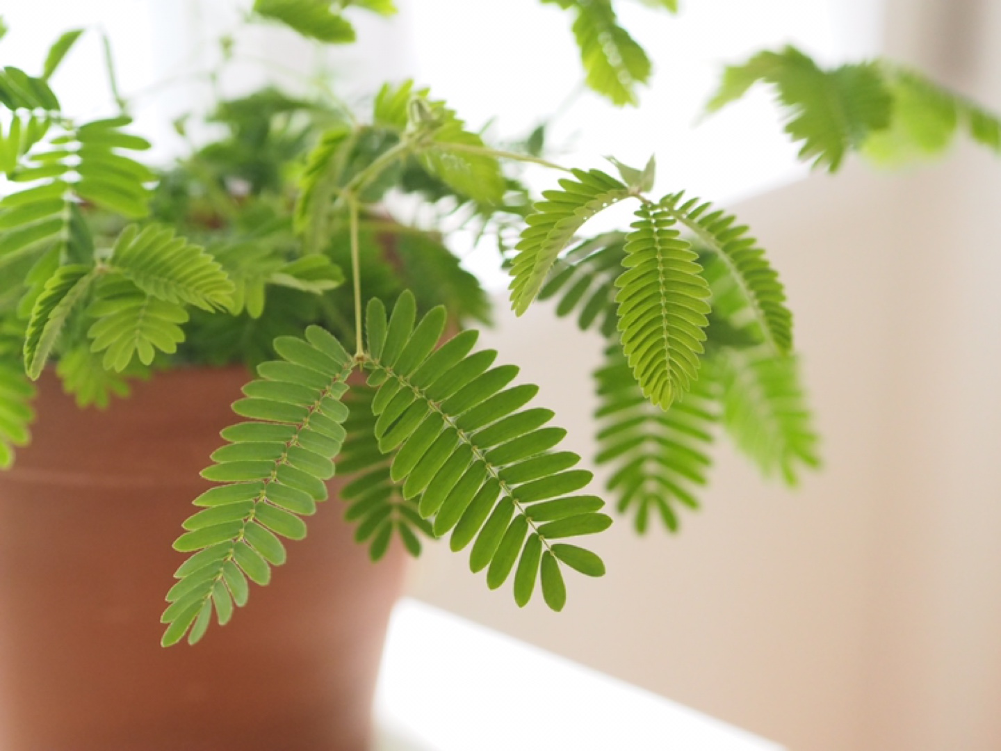Mimosa Pudica (Sensitive Plant) thumbnail