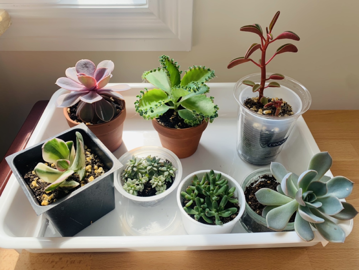 Succulents bundle  thumbnail