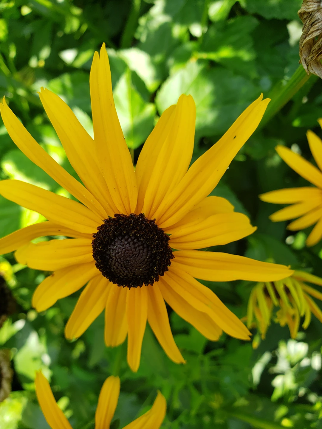orange cone flower