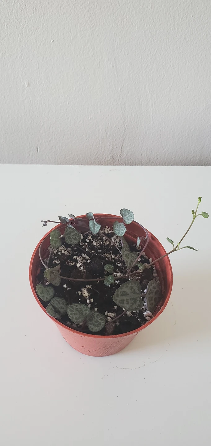 String of Hearts thumbnail