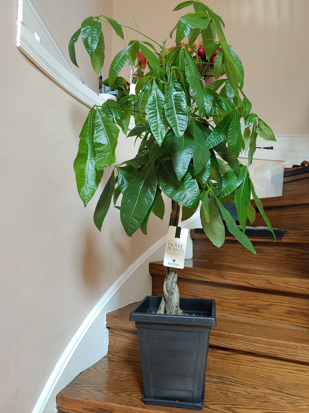 Large Money Plant (Pachira)