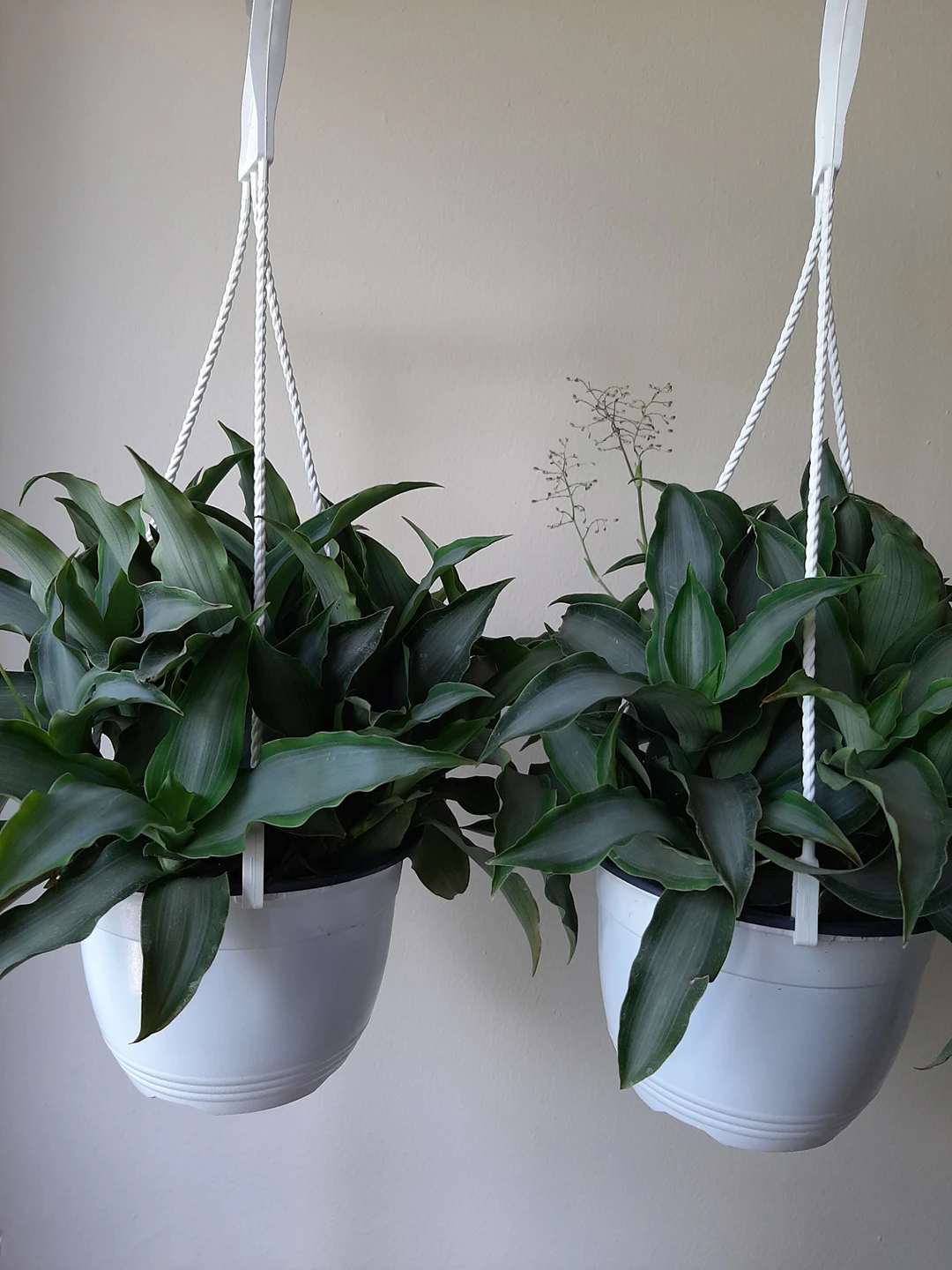Tradescantia Silver indoor plant
