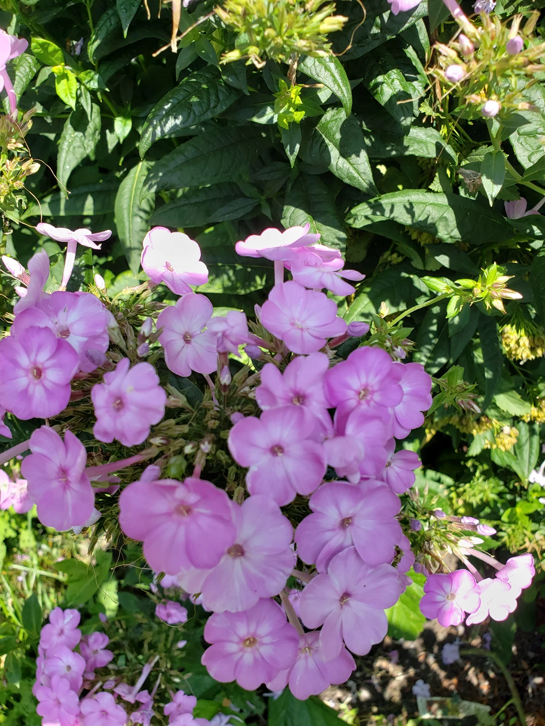 purple Garden phlox - photo 2