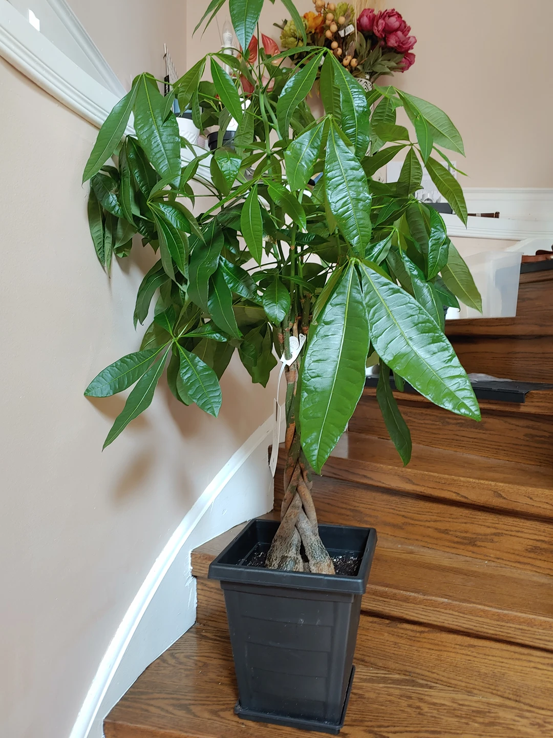 Large Money Plant (Pachira) - photo 2