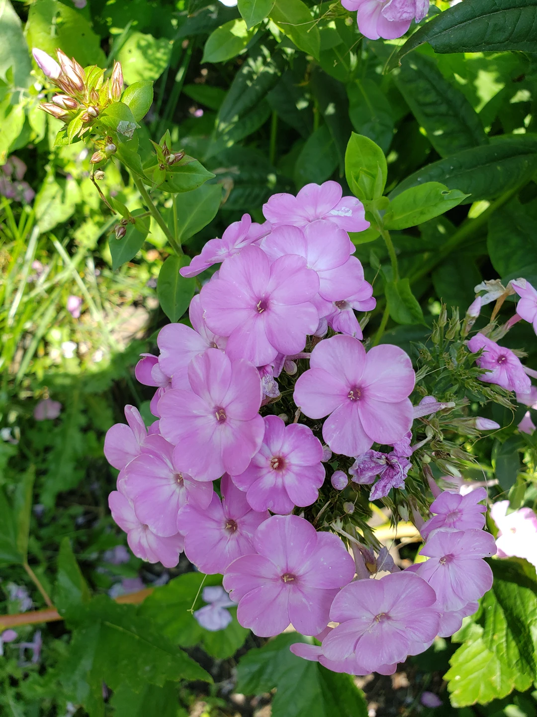 purple Garden phlox