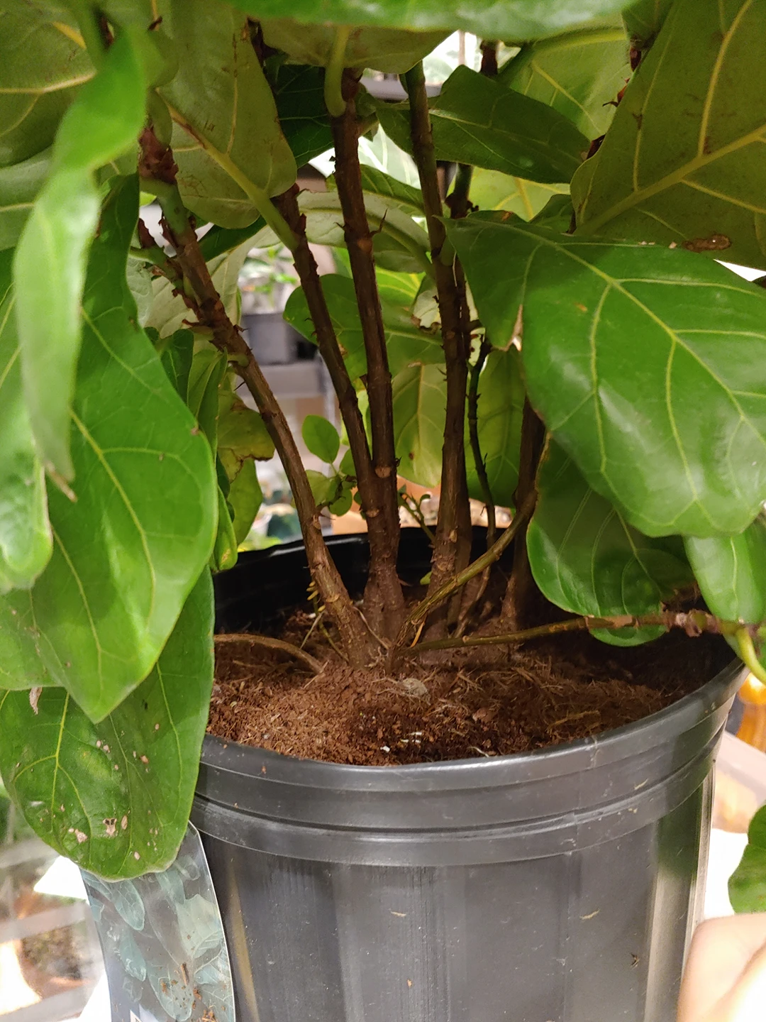 Fiddle Leaf Fig (9" pot) - photo 3