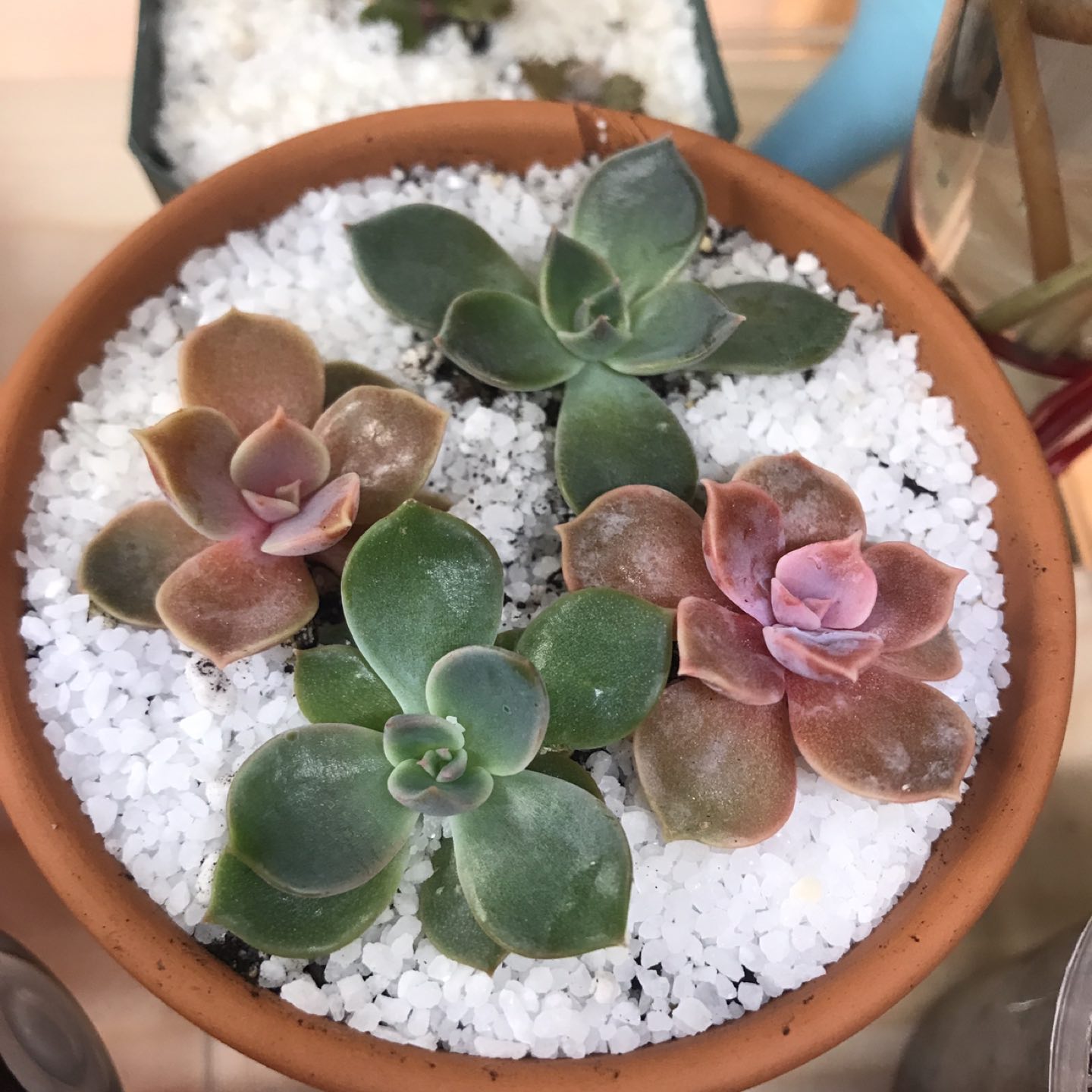 Succulent - 3” pot, 5 Echeveria  thumbnail