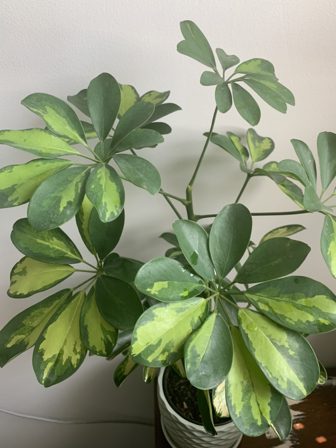 Houseplants bundle image indicator(3)