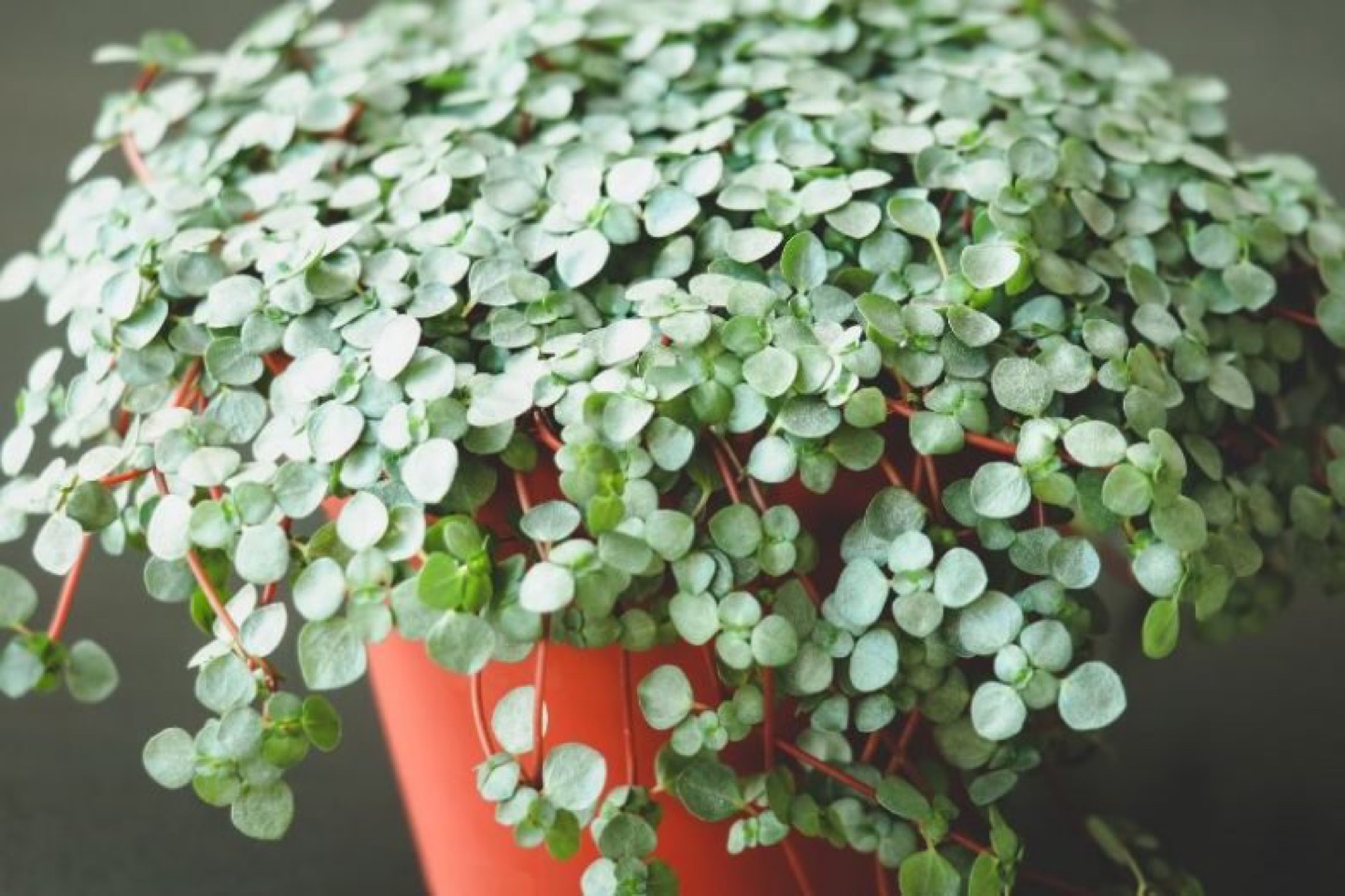 Cute Pilea Glauca-houseplant 🪴 image indicator(4)