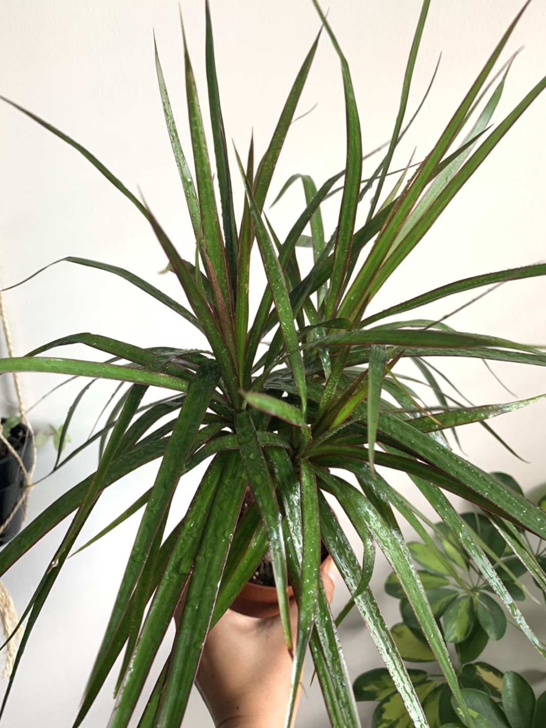 Dragon Tree -Dracaena houseplant🪴  image indicator(6)