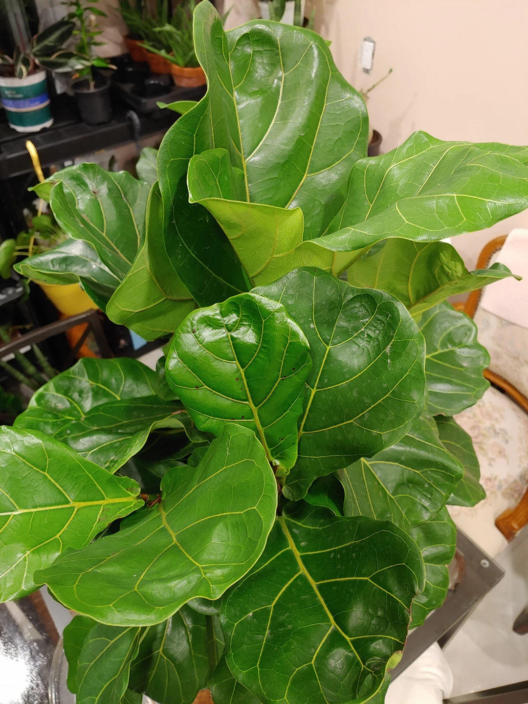Fiddle Leaf Fig (9" pot) - photo 2