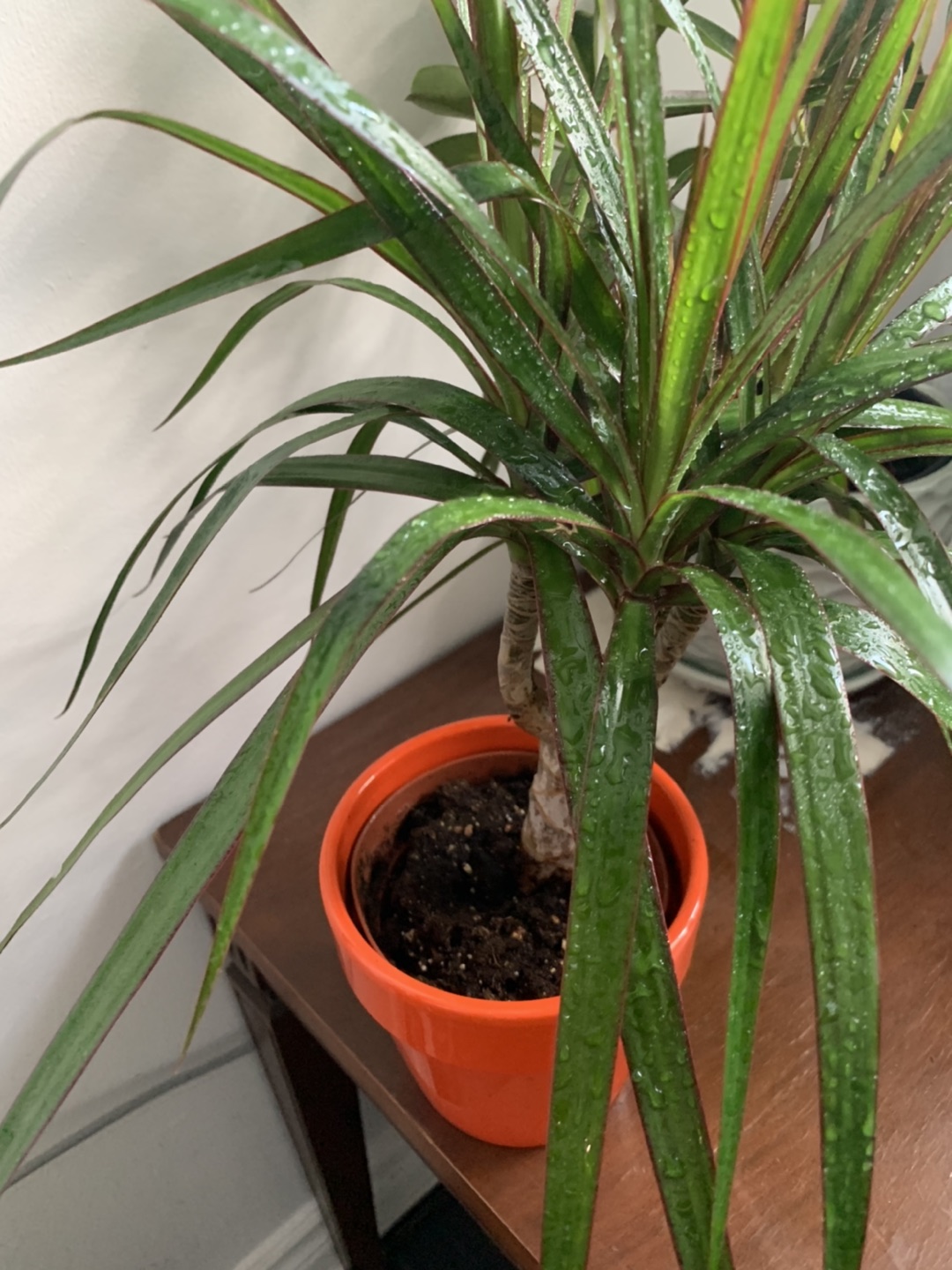 Dragon Tree -Dracaena houseplant🪴  image indicator(9)