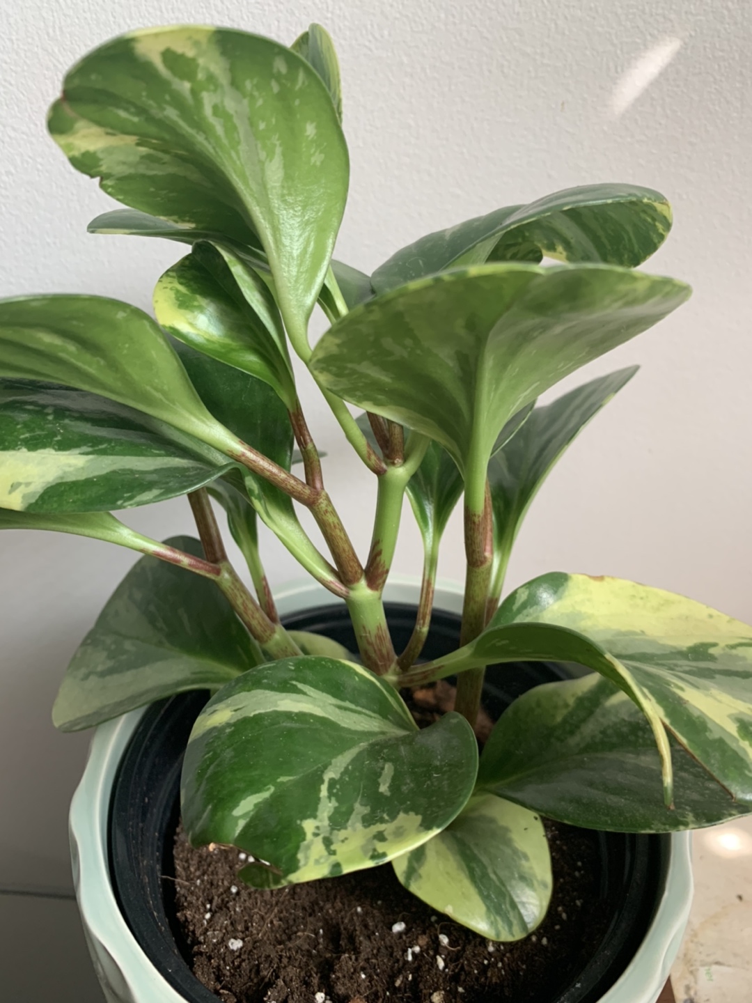 Baby Rubber plant-Peperomia houseplant 🪴  image indicator(2)