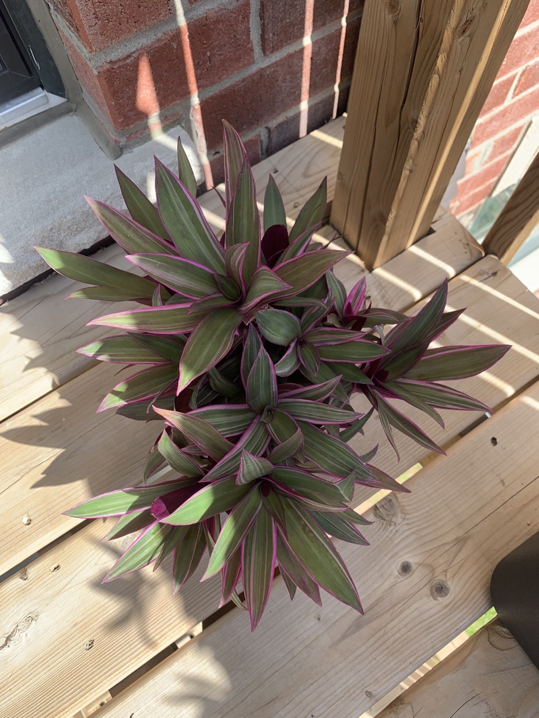 Tradescantia spathacea (boat lily) thumbnail