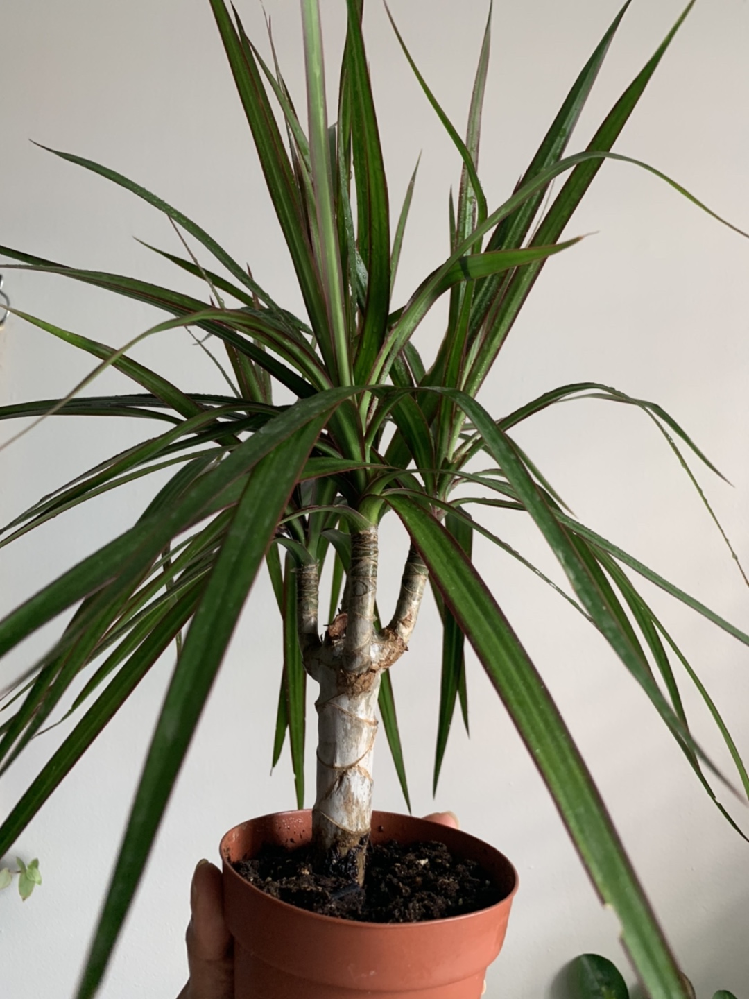 Dragon Tree -Dracaena houseplant🪴  image indicator(5)