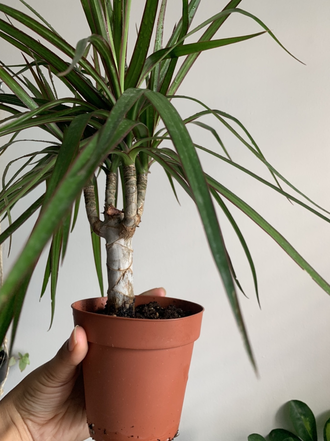 Dragon Tree -Dracaena houseplant🪴  image indicator(4)