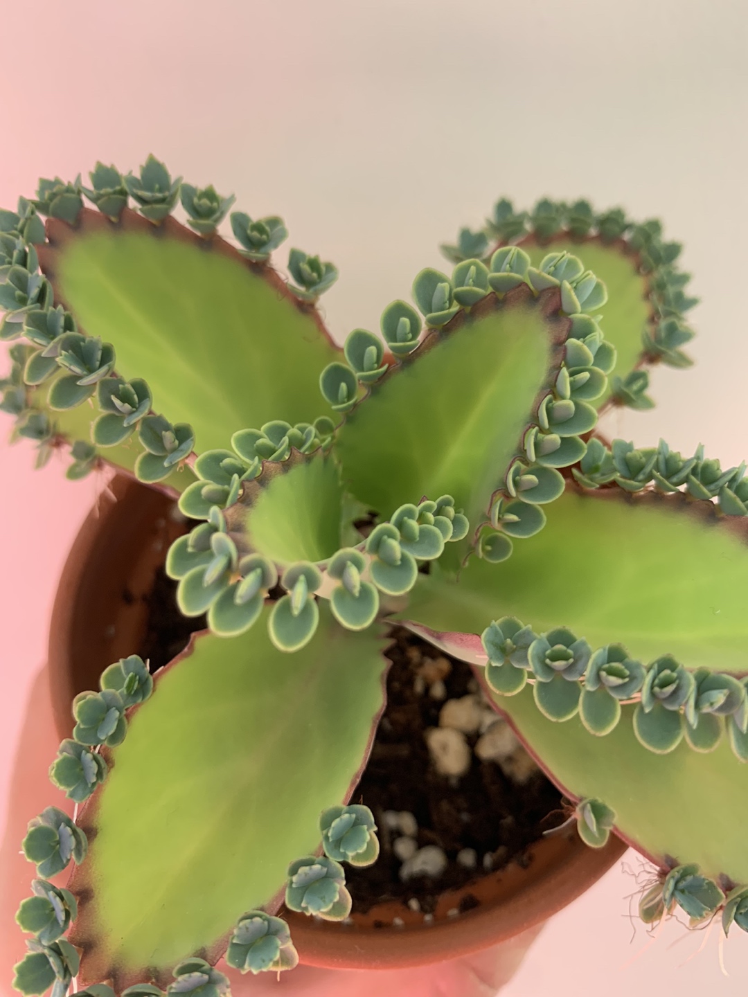 Mother of Thousands  thumbnail